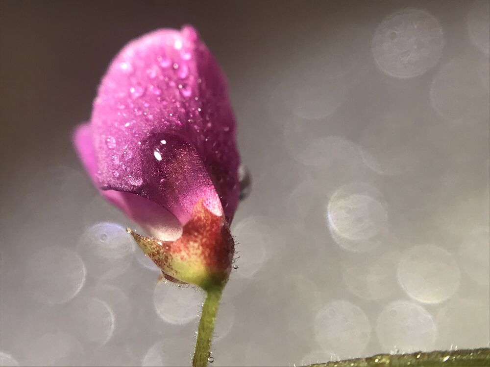 Macro photo (3)