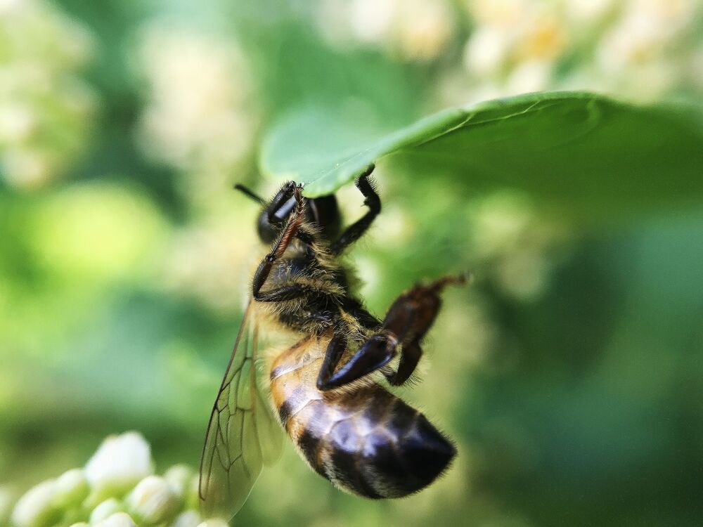 Macro photo (4)