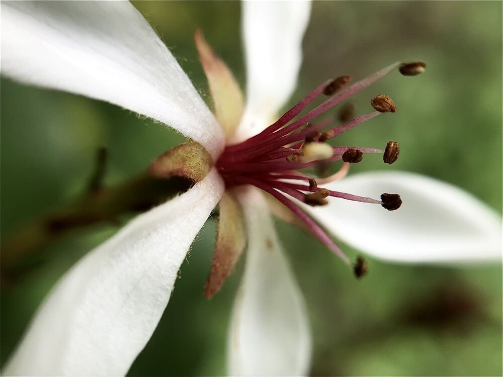 Macro photo (5)