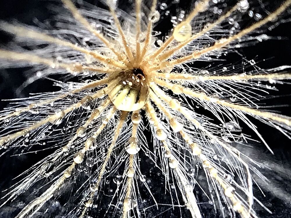 Macro photo (6)