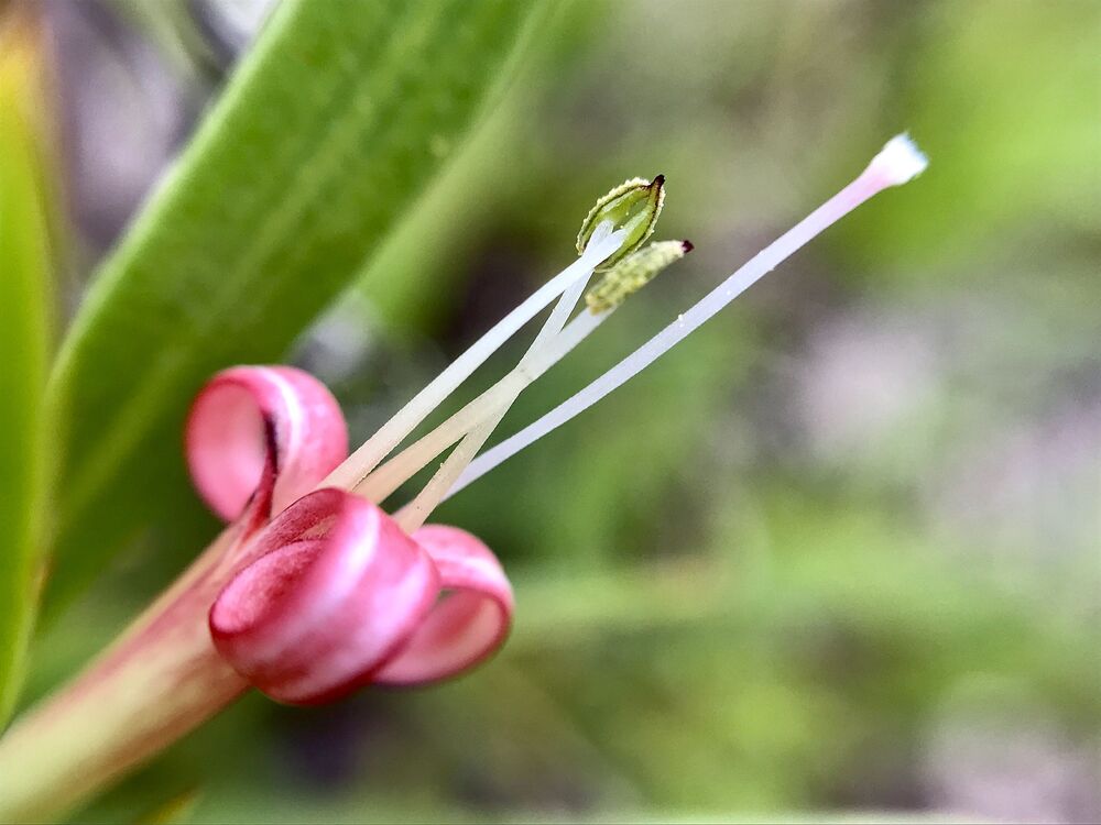 Macro photo (10)
