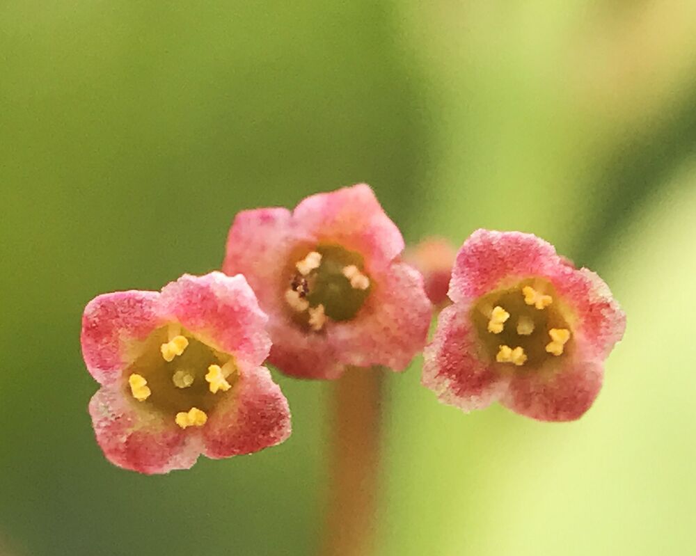 Macro photo (11)