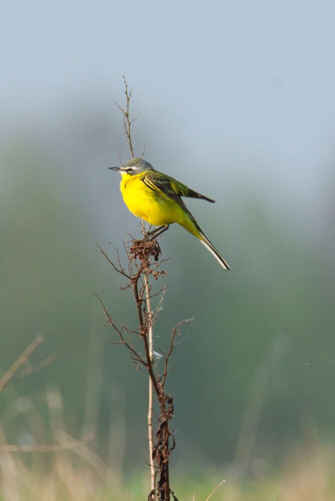 Western Yellow Wagtail (Motacilla flava) (2)
