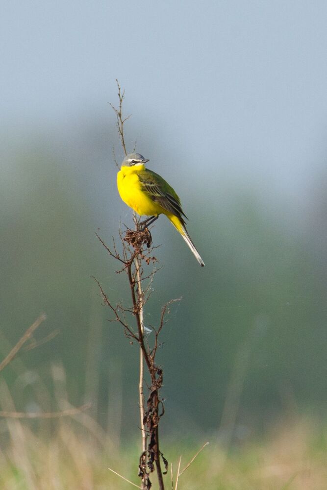 Western Yellow Wagtail (Motacilla flava) (3)
