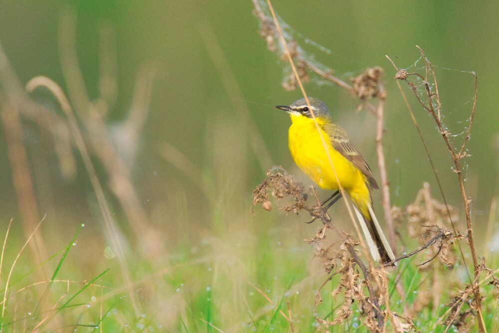 Western Yellow Wagtail (Motacilla flava) (4)
