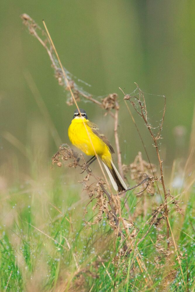 Western Yellow Wagtail (Motacilla flava) (5)