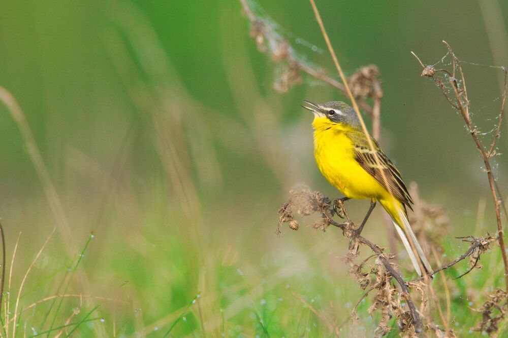 Western Yellow Wagtail (Motacilla flava) (6)