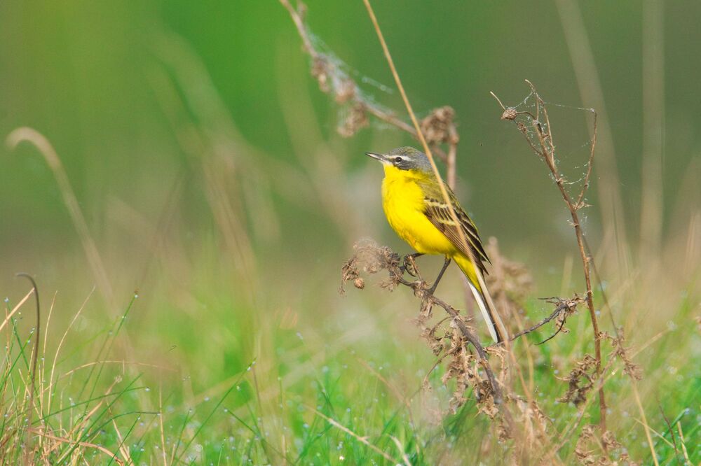 Western Yellow Wagtail (Motacilla flava) (7)