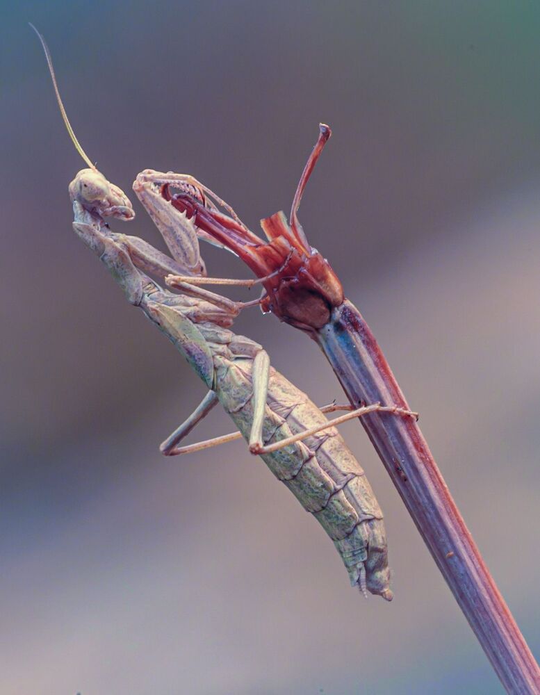 Mantis Religiosa, brown morph (3)