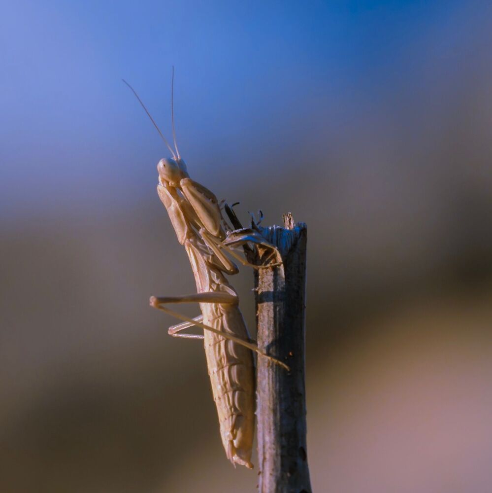 Mantis Religiosa, brown morph (7)