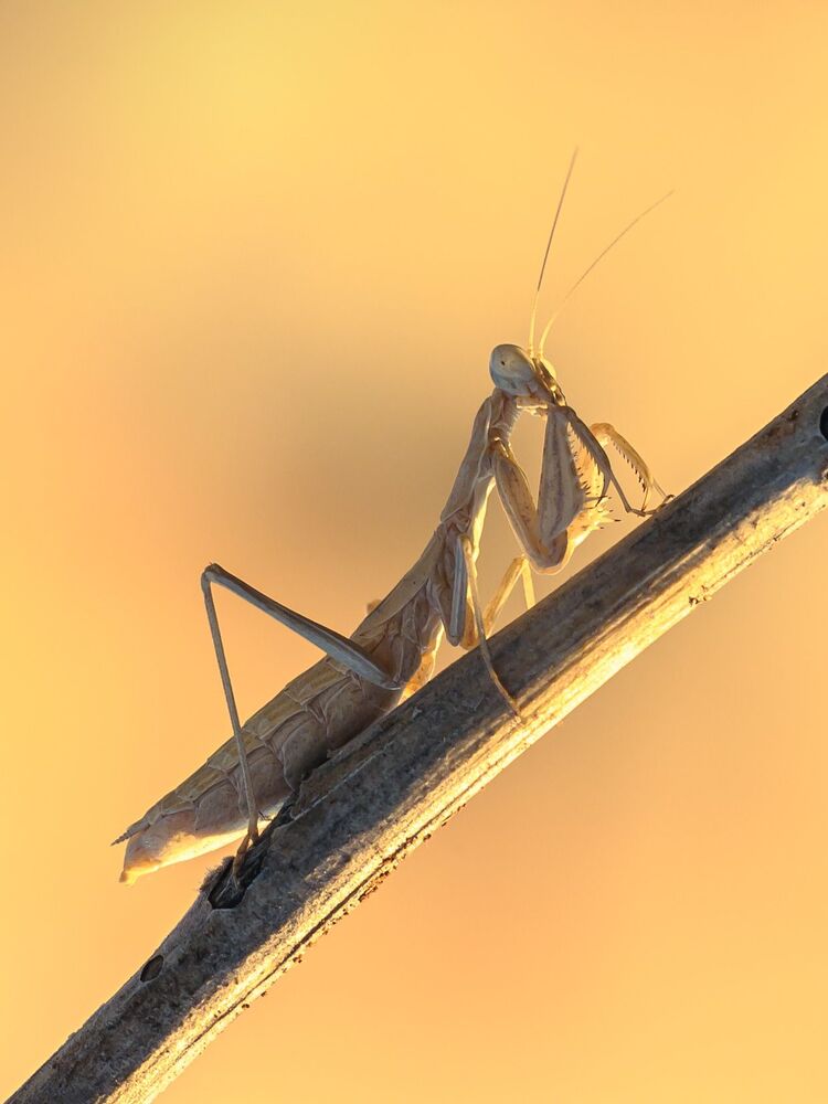 Mantis Religiosa, brown morph (5)
