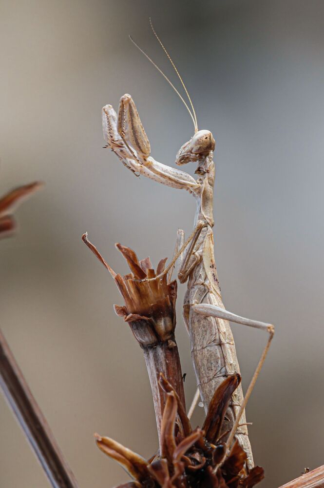 Mantis Religiosa, brown morph (4)