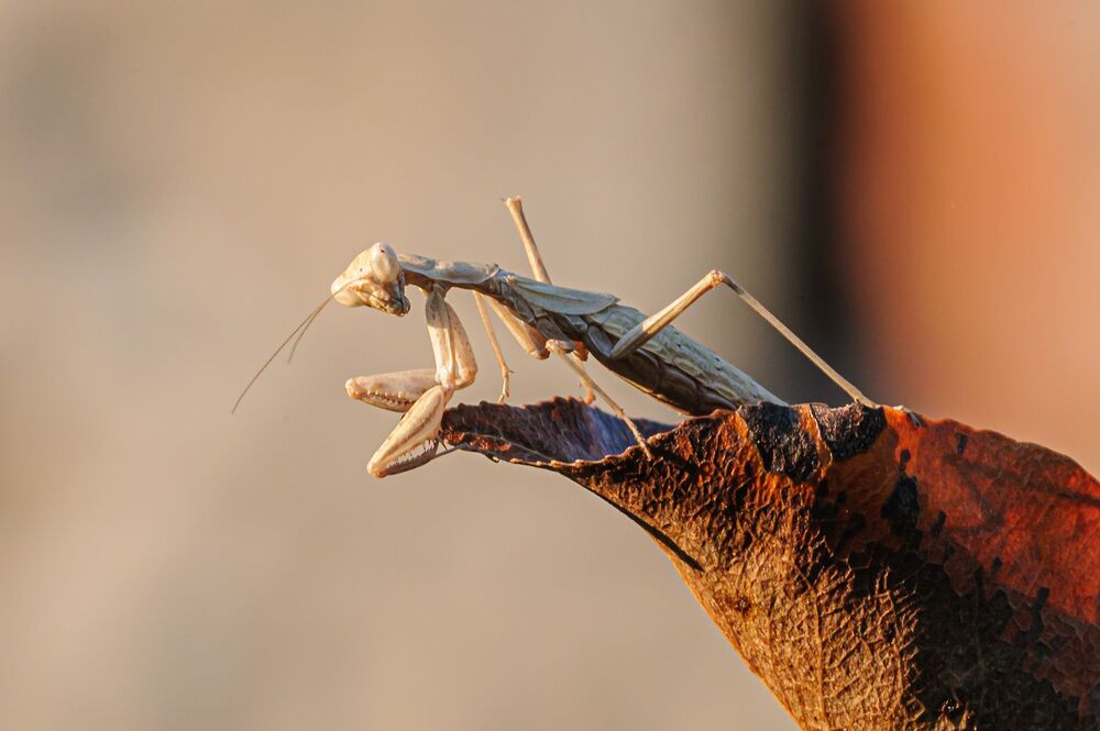 Mantis Religiosa, brown morph (6)
