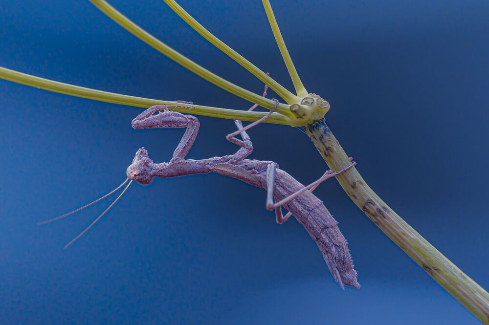 Mantis Religiosa, brown morph (2)