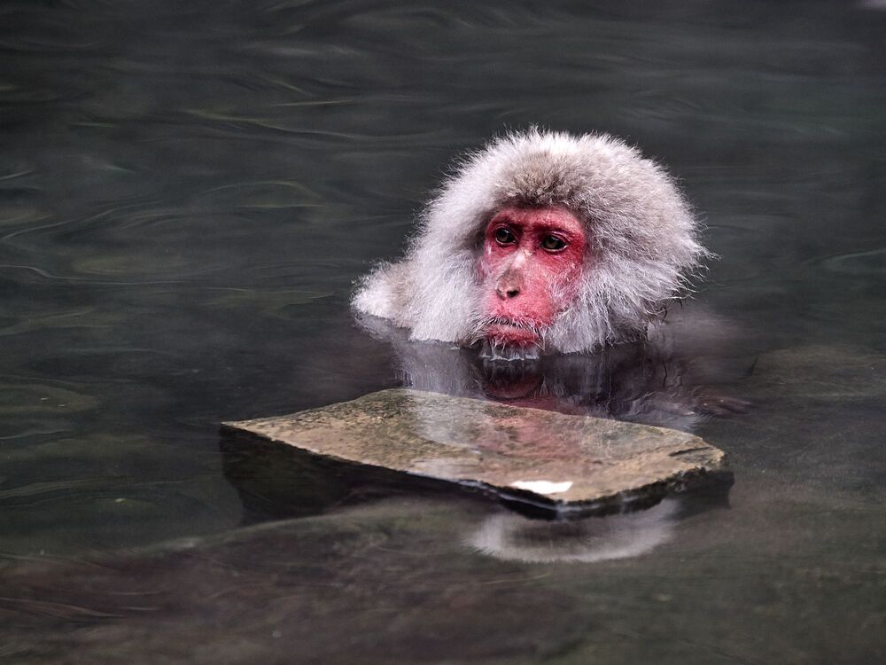 Snow monkey (2)
