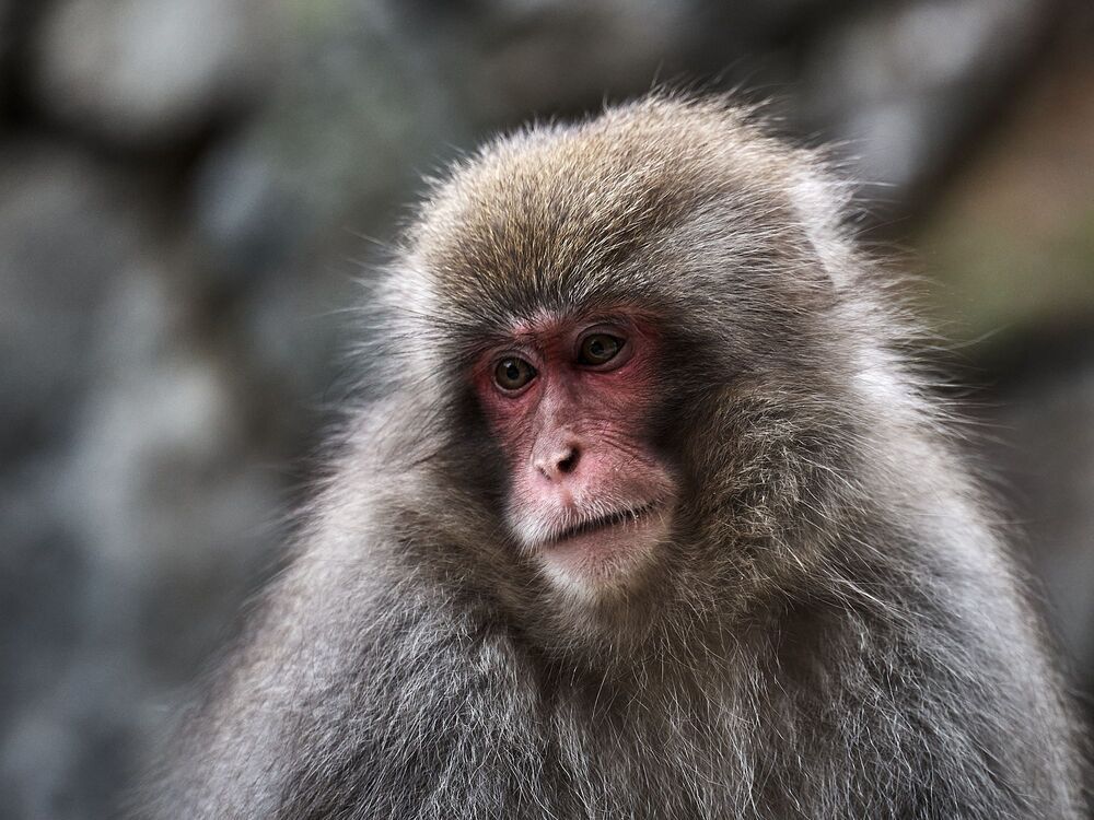 Snow monkey (3)