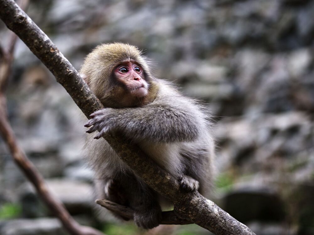 Snow monkey (4)