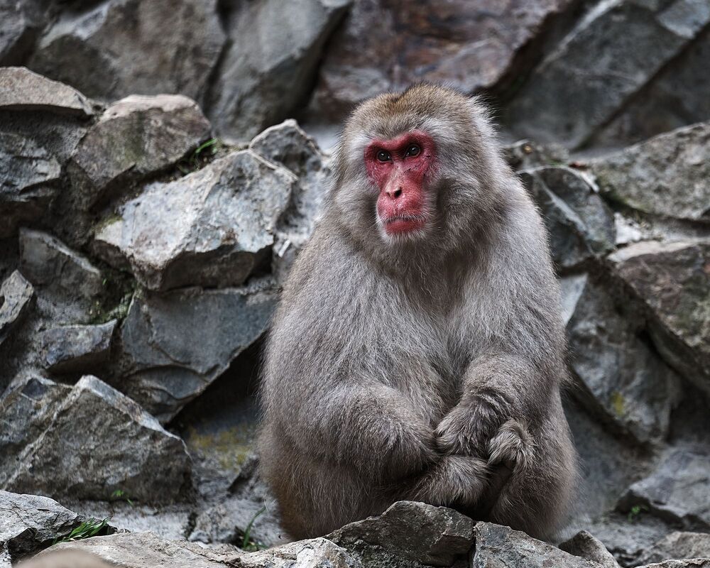 Snow monkey (5)