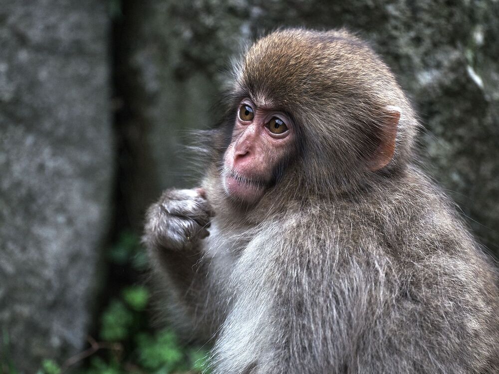 Snow monkey (6)