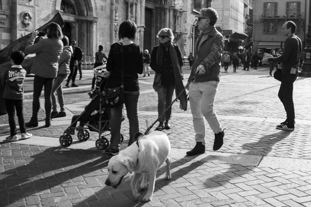 Italian dogs/ Итальянские собачки (2)