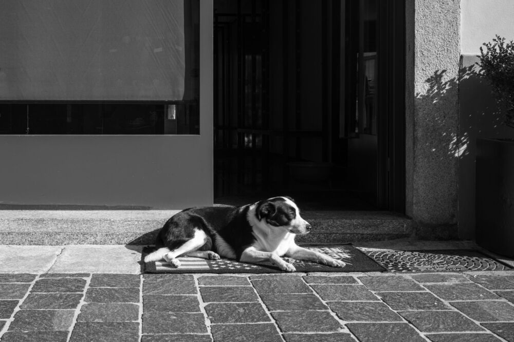 Italian dogs/ Итальянские собачки (3)