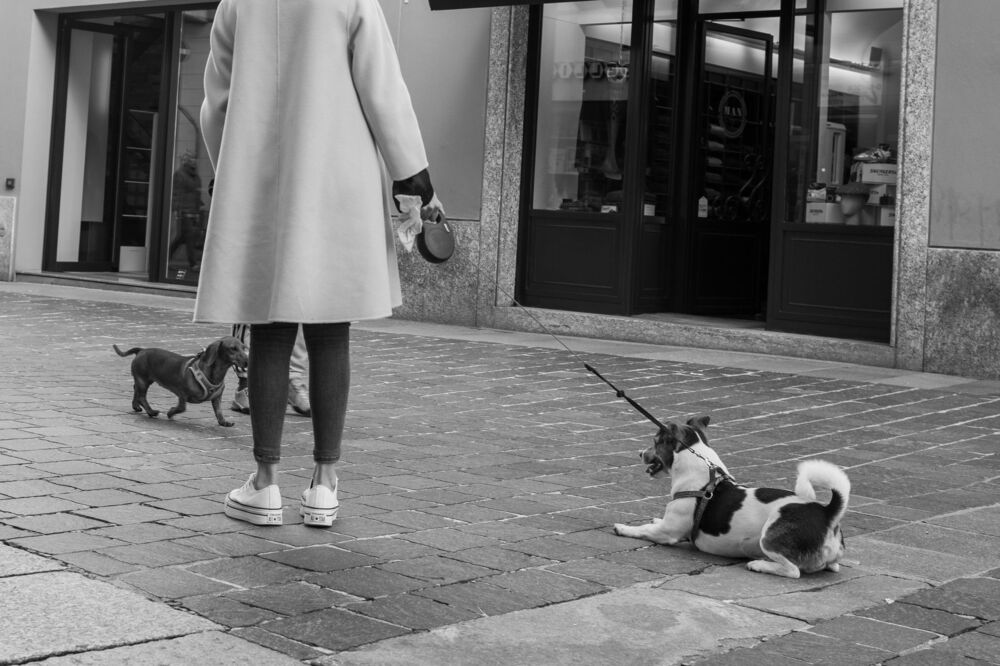 Italian dogs/ Итальянские собачки (7)