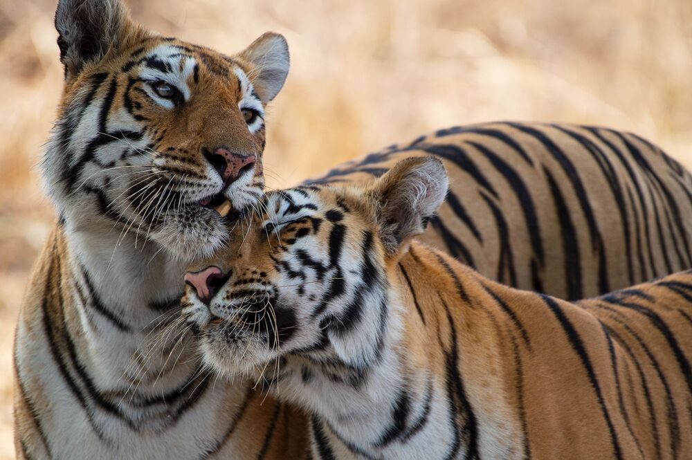 Tigers from India (7)