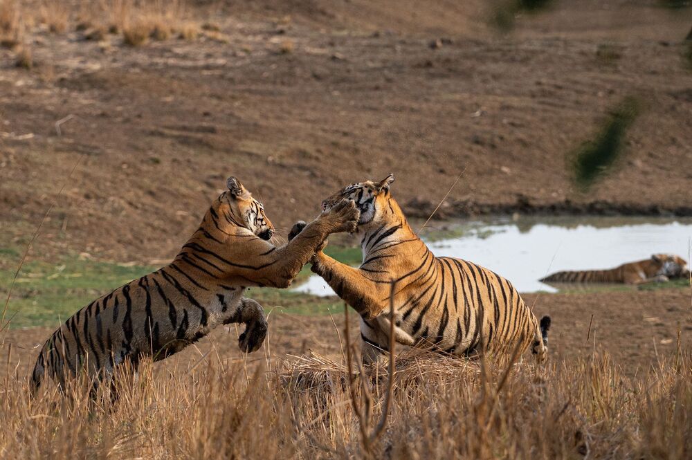 Tigers from India (4)