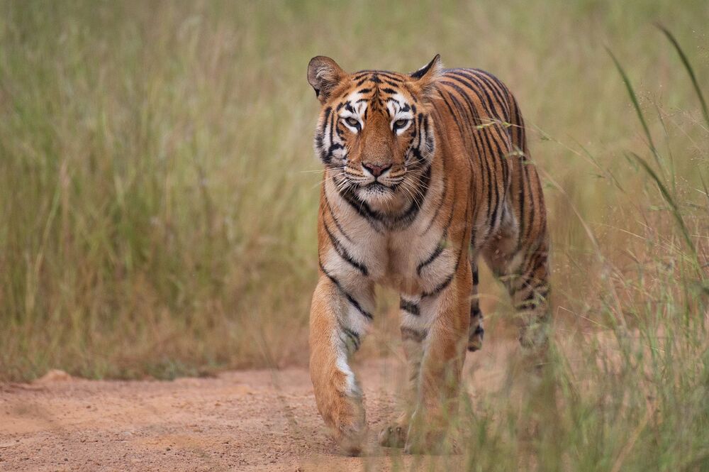 Tigers from India (5)