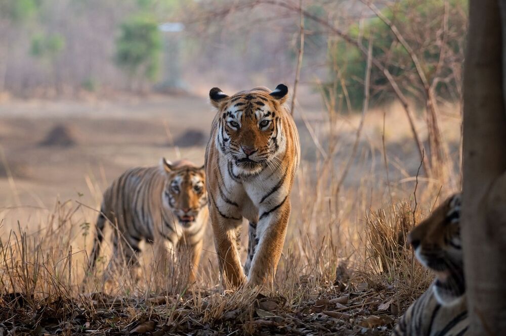 Tigers from India (3)