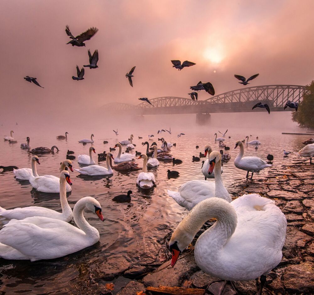 art of swans (2)