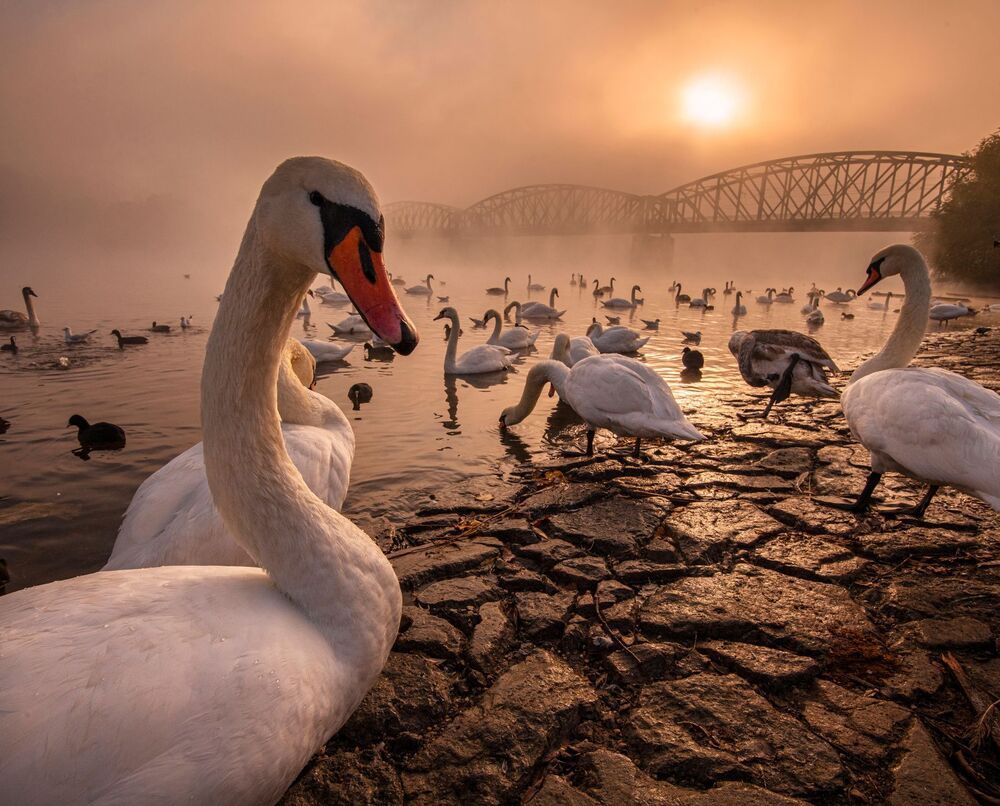 art of swans (3)