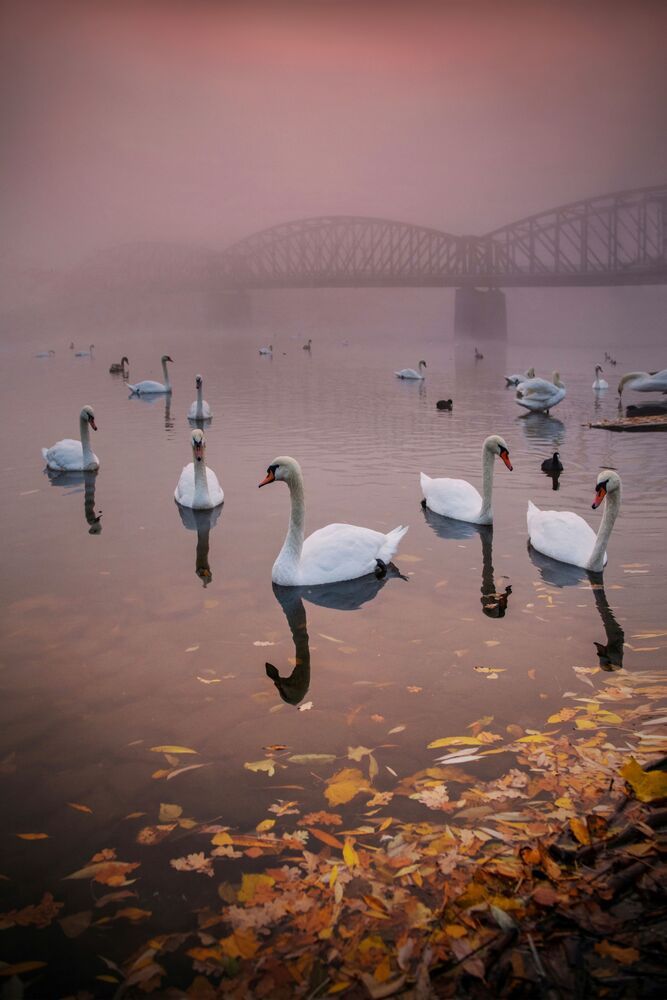 art of swans (4)