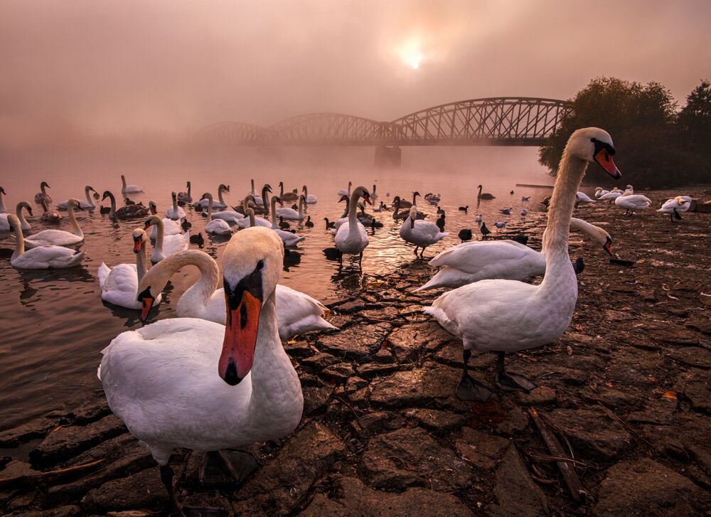 art of swans (5)