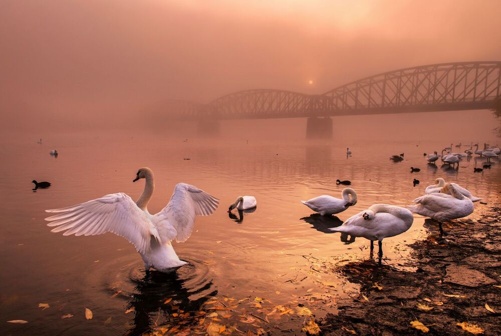 art of swans (6)