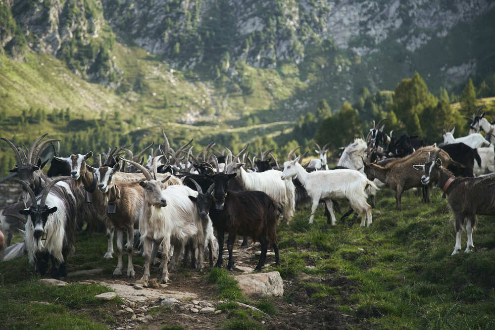 Goat cheese production in the mountains (2)