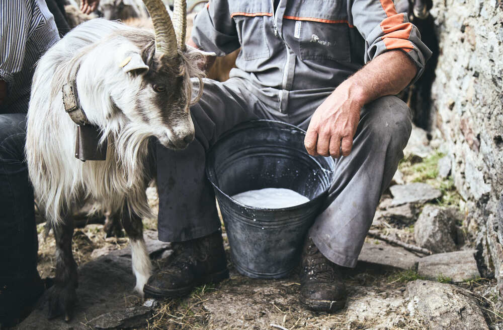 Goat cheese production in the mountains (6)