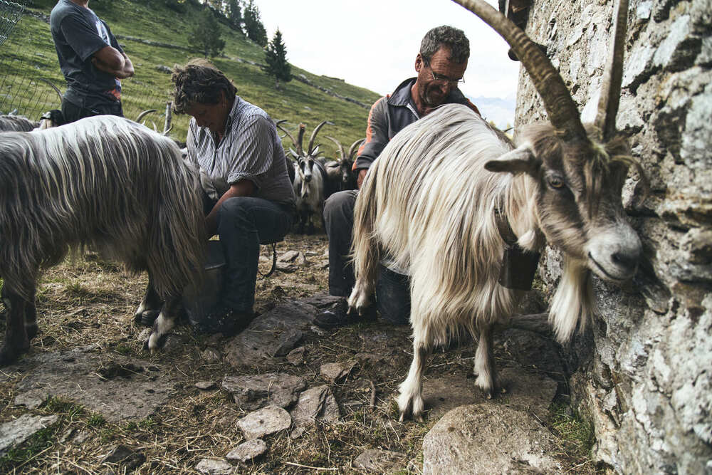 Goat cheese production in the mountains (5)