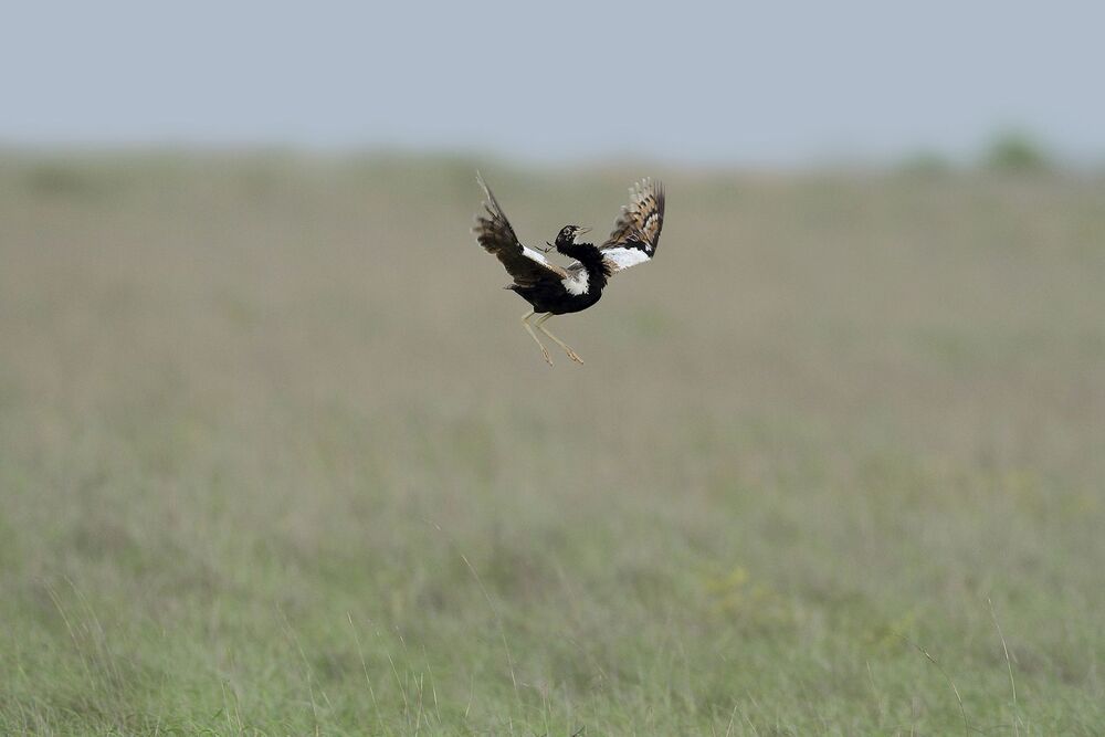 Beats of Grassland (3)