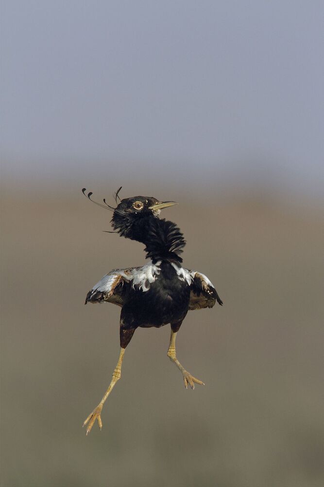 Beats of Grassland (2)