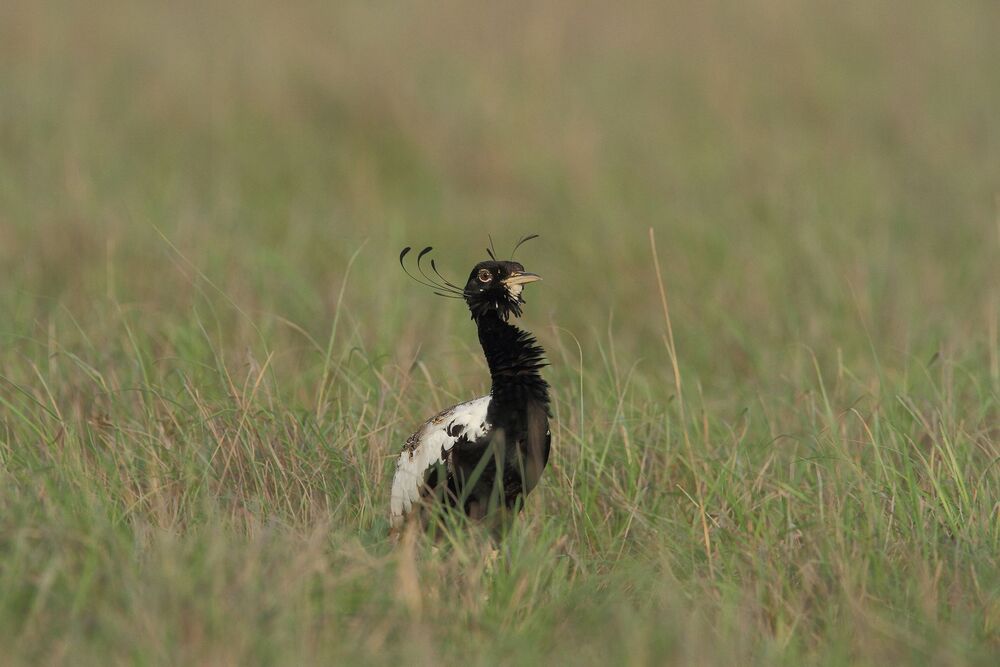 Beats of Grassland (3)