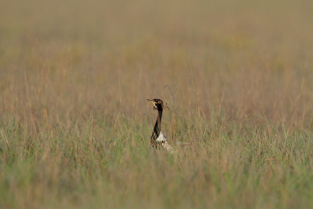 Beats of Grassland (4)