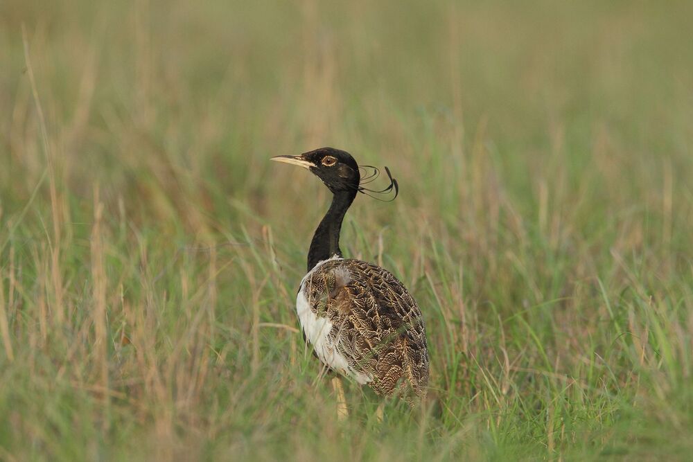 Beats of Grassland (5)