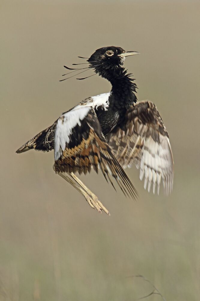 Beats of Grassland (6)
