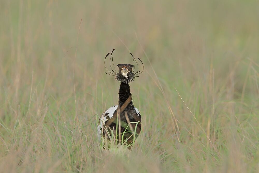 Beats of Grassland (7)