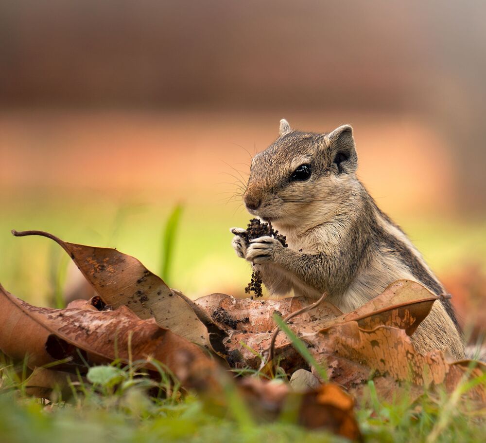 Lives close to Nature (5)