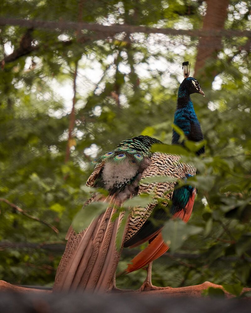 Lives close to Nature (8)