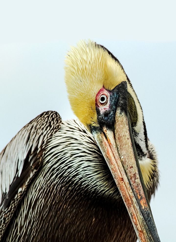 Pelicans at Sunrise (3)