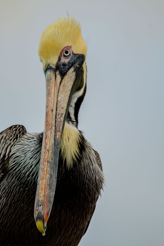 Pelicans at Sunrise (4)