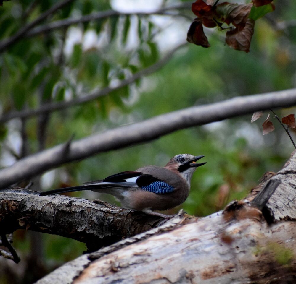 Jay in action (2)